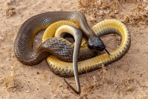 inland taipan