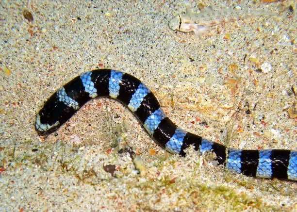 Belcher’s Sea Snake