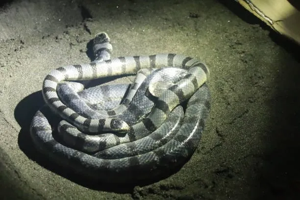 Belcher’s Sea Snake
