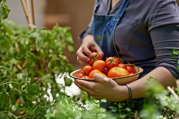 vegetable garden
