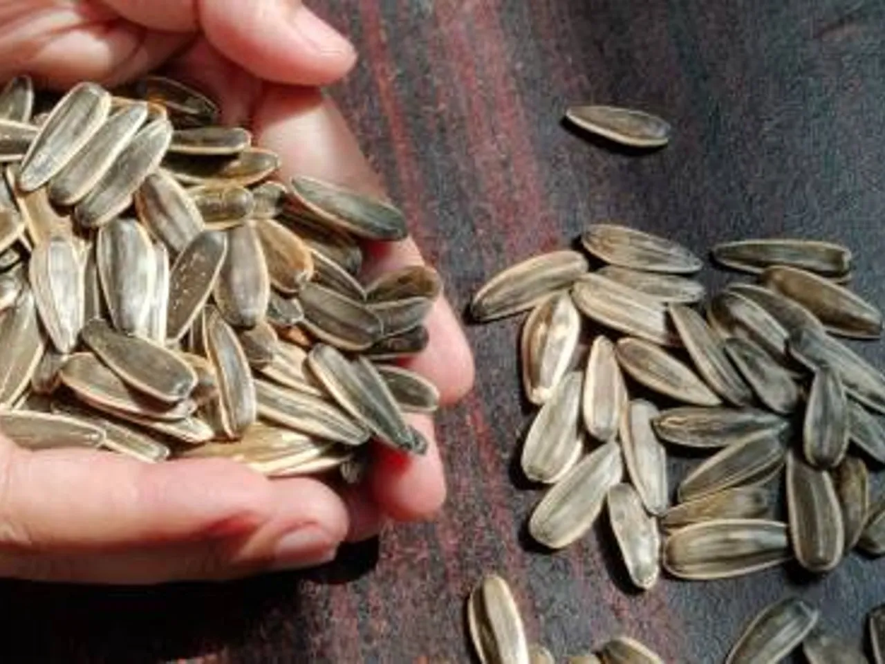 sunflower seeds