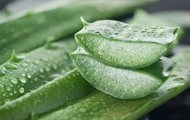 aloe gel