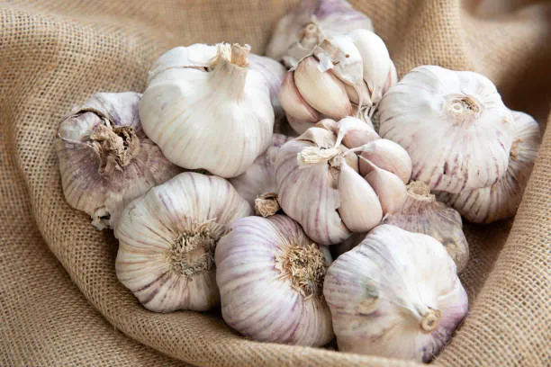 garlic