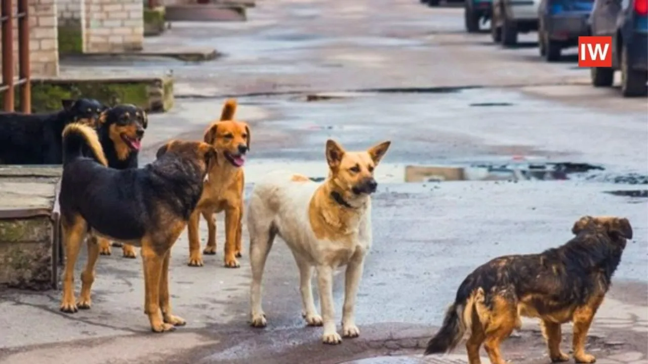 Nationwide Stray Dog Crisis 5 Indian States May Follow Delhi’s Relocation Order