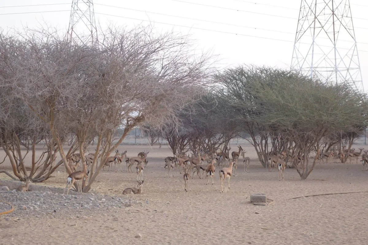 WhatsApp Image 2026-02-04 at 5.13.21 PM (2)