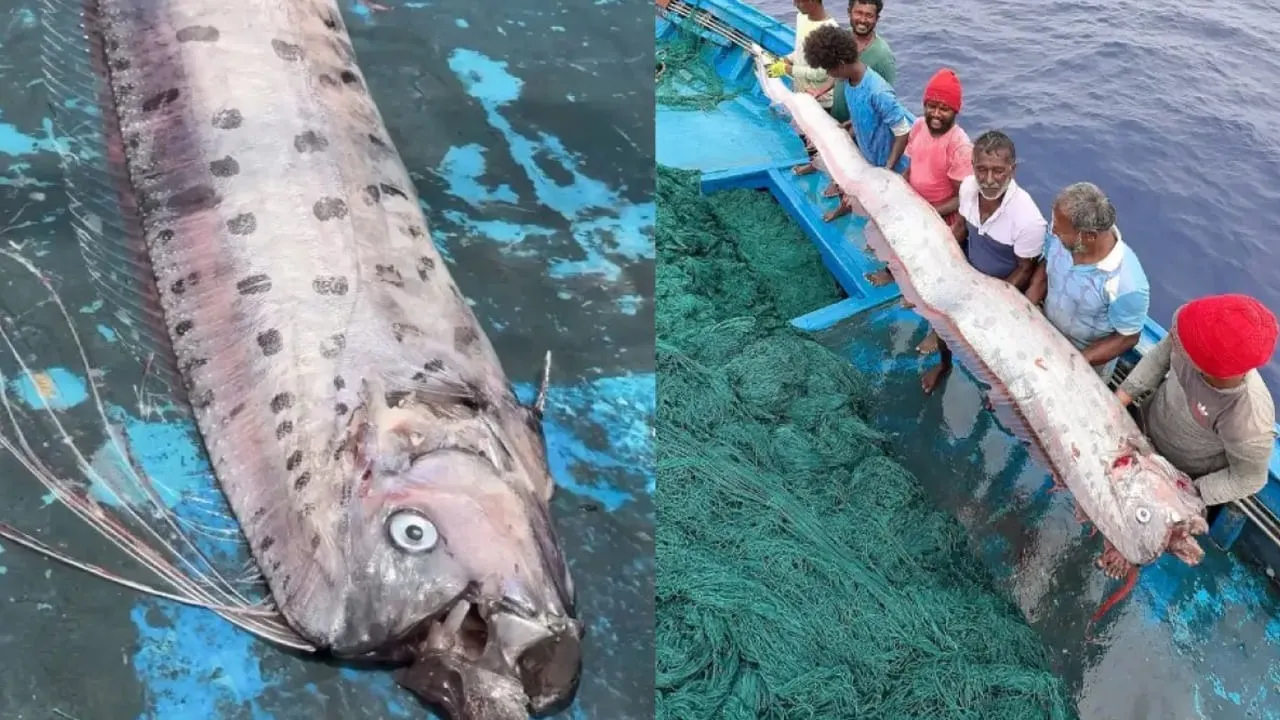 doomsday-fish-in-tamil-nadu