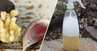 garlic spray wee