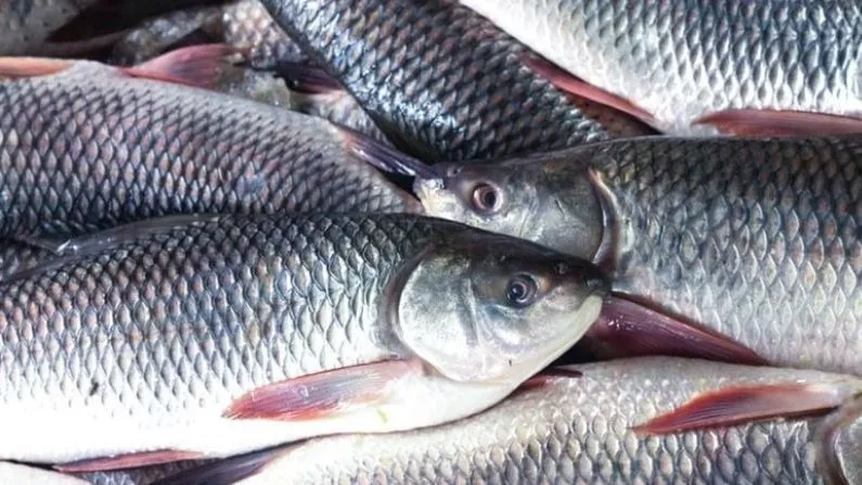 fish-1