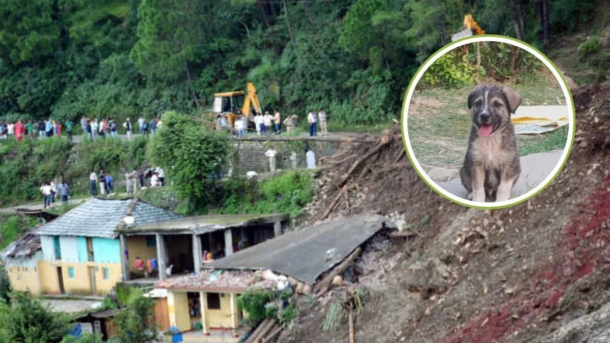 Heroic-dog-saves-lives-in-Himach