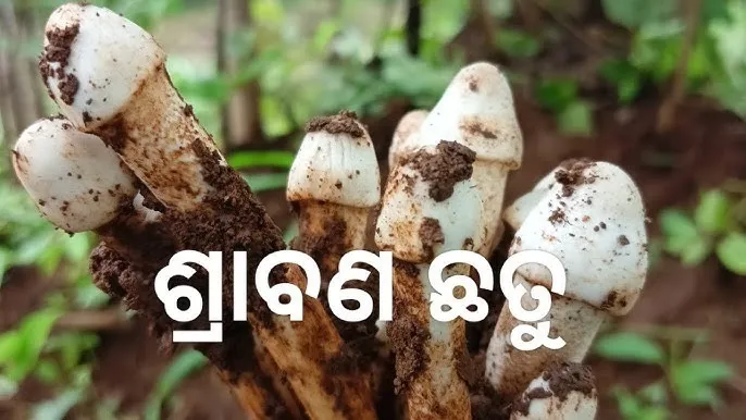 Mushroom