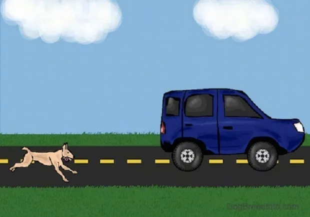 Dog-Chasing-Car