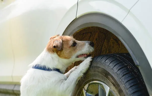 dog-sniffing