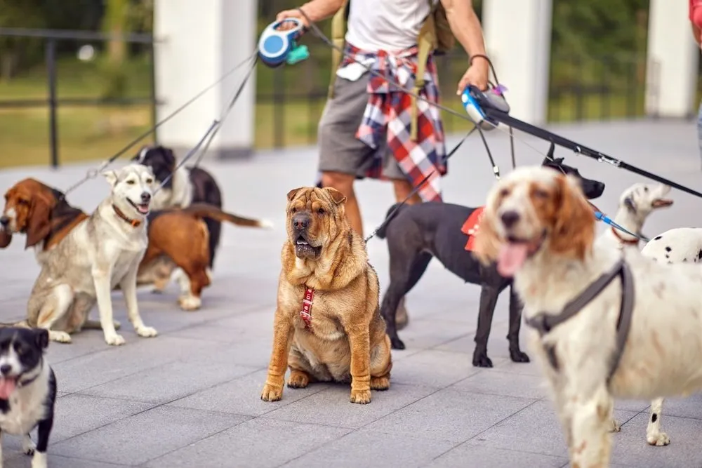 Choose-Hounds-Town-Over-a-Dog