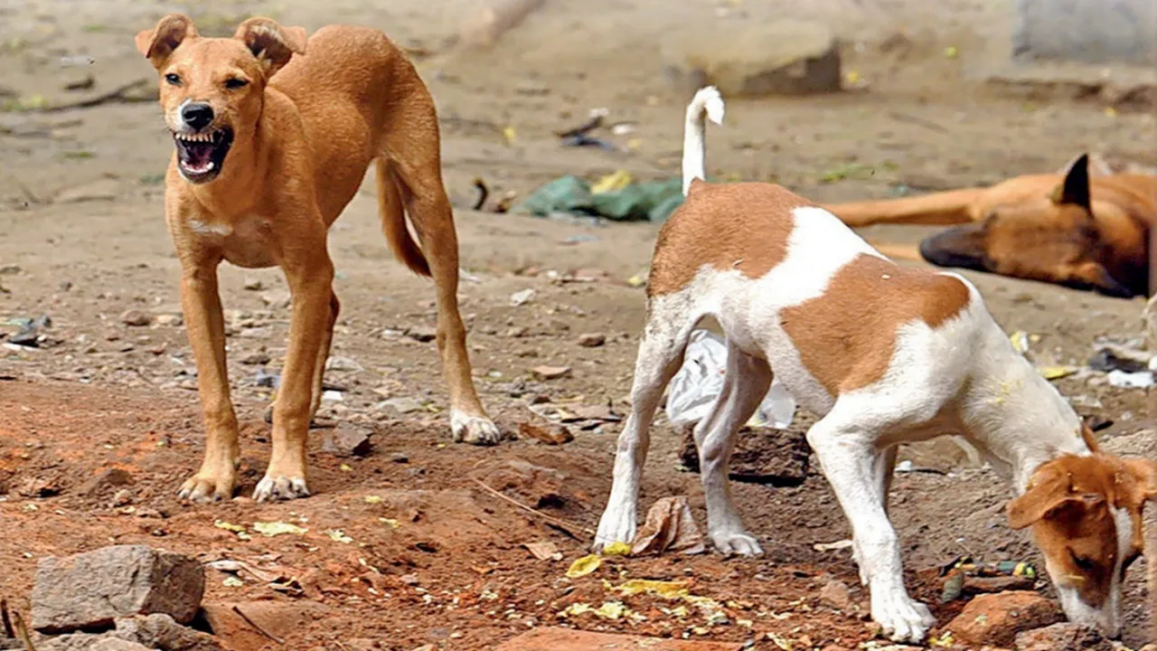 DOG