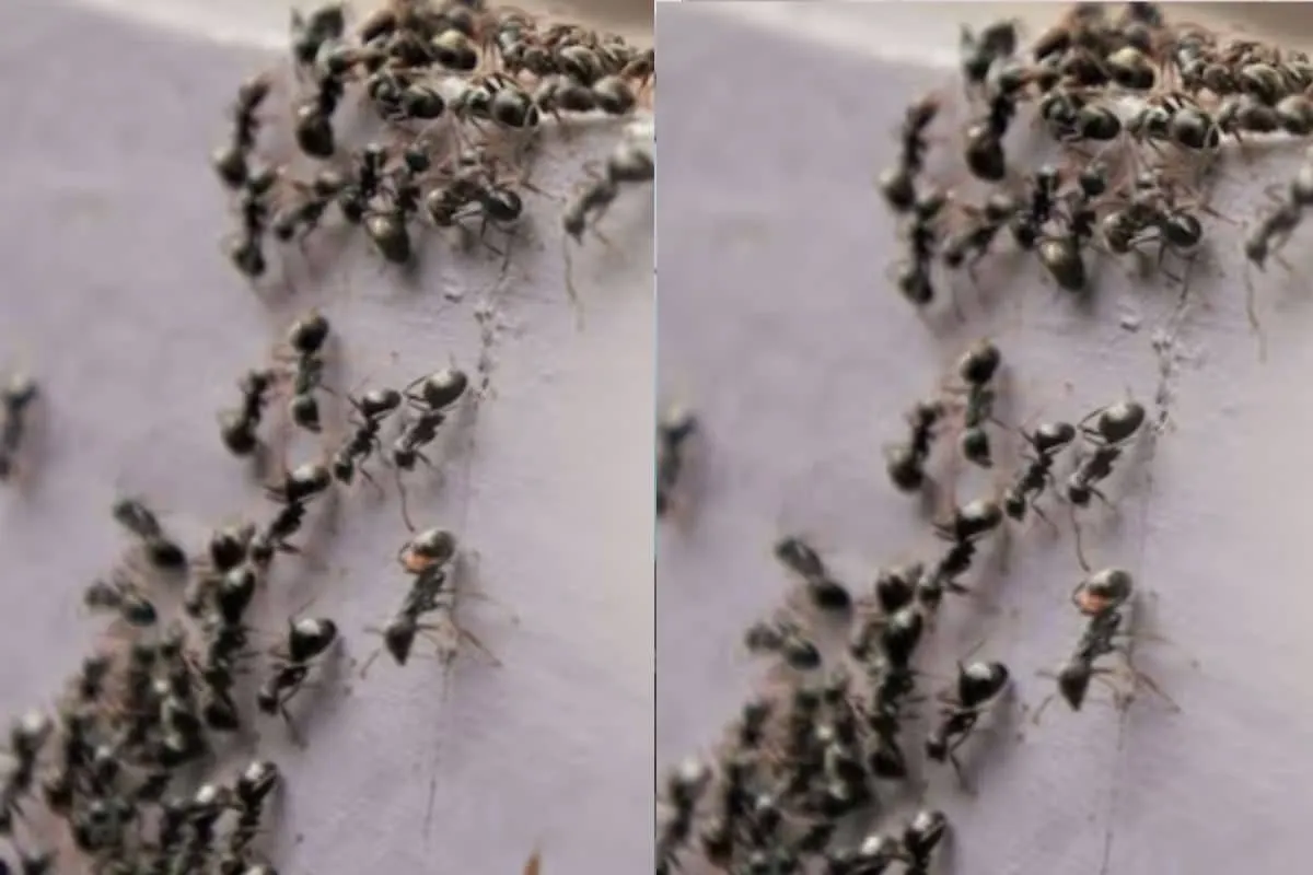 Ant