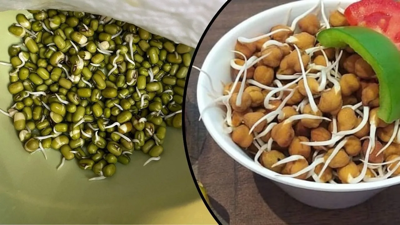 moong-dal-vs-black-chickpeas-spr