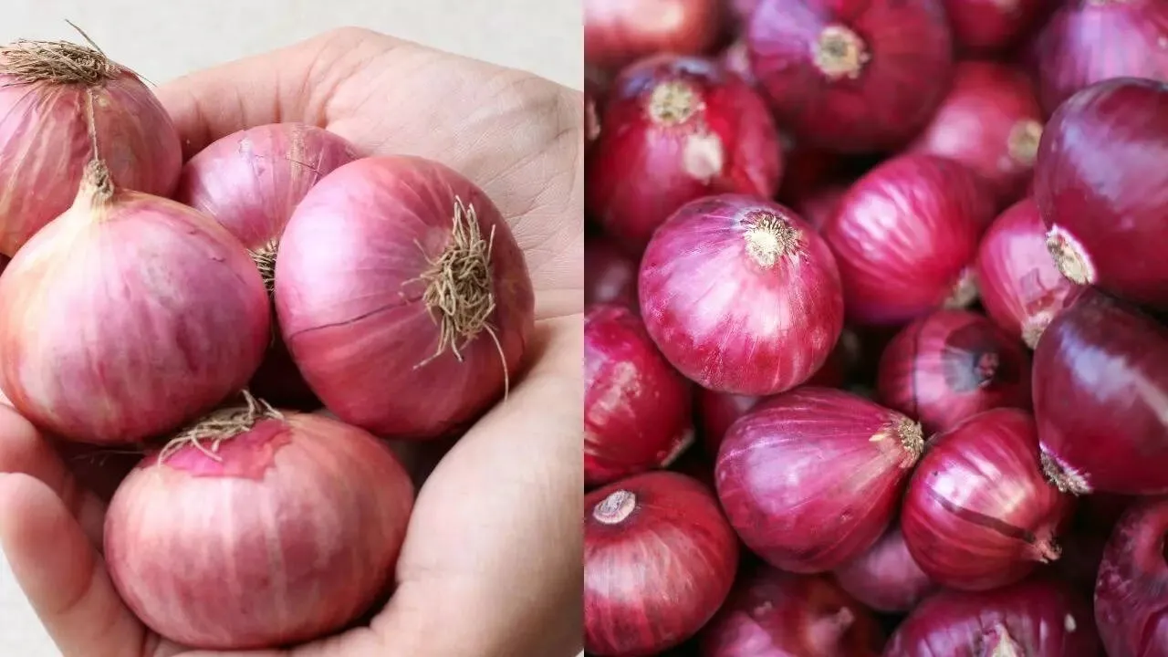 onion