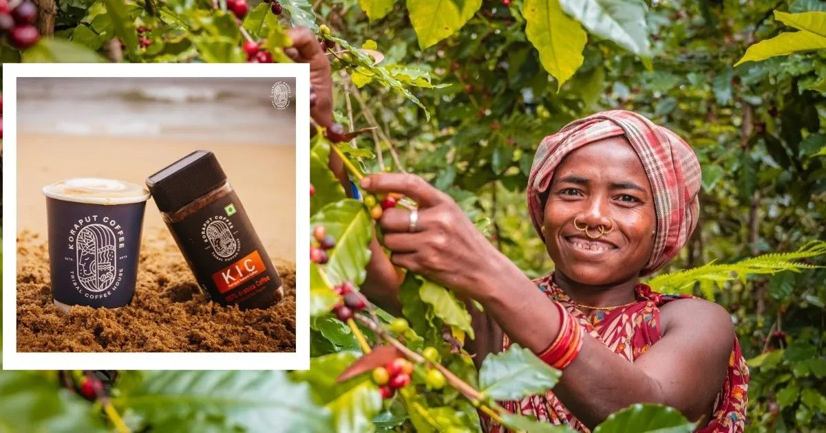 Koraput Coffee 1