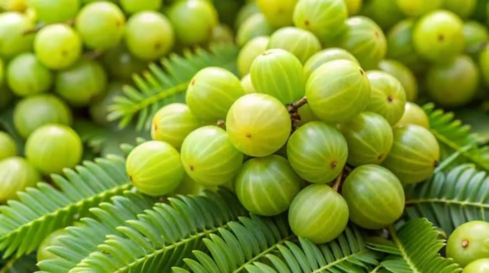 amla