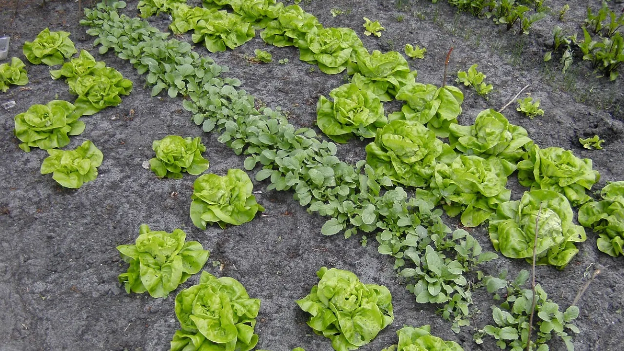 1 kitchen gardens