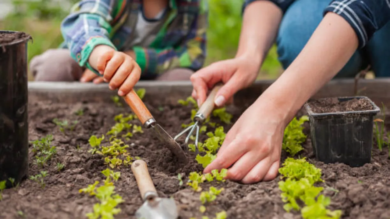 4 kitchen gardens