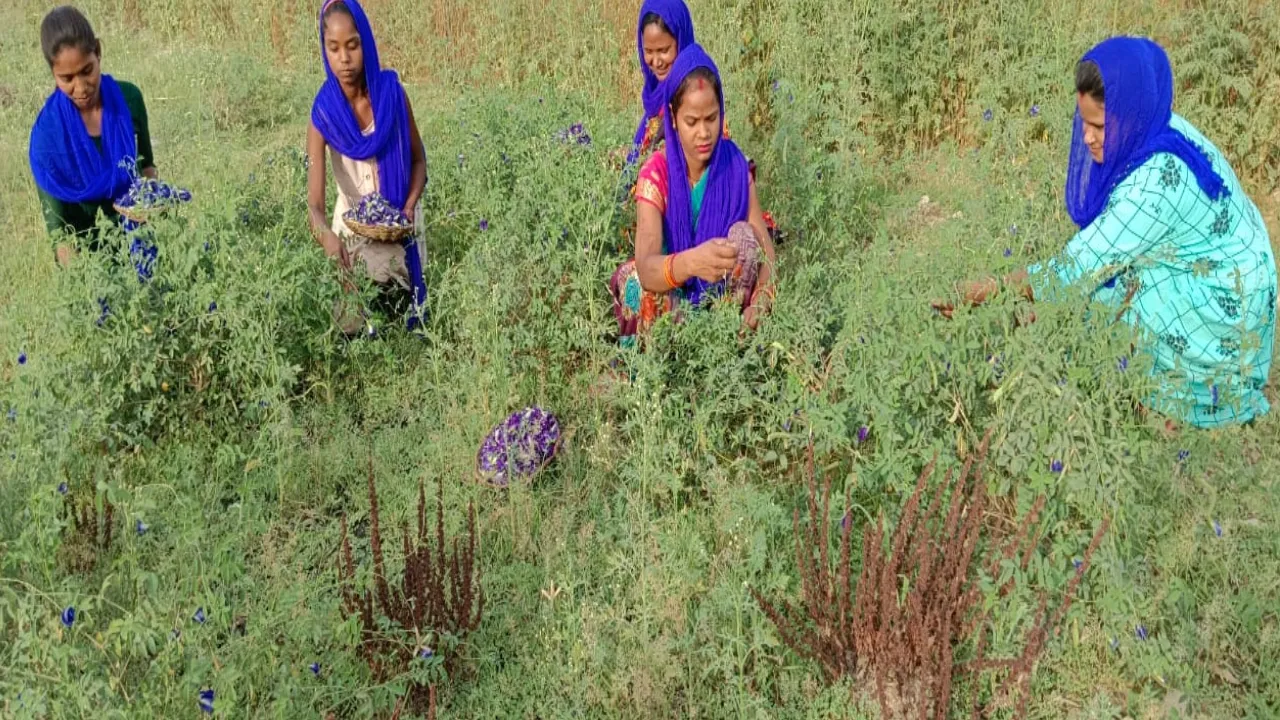Solar Farming in India
