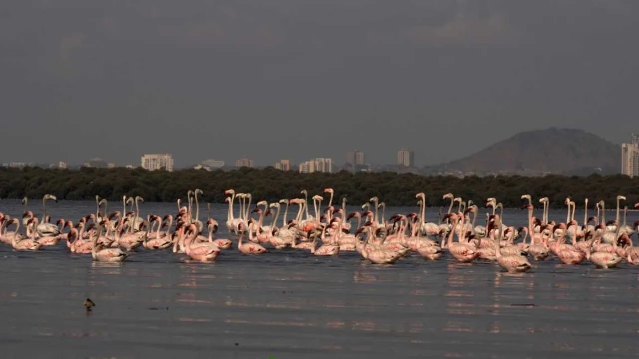 2 RAMSAR SITE GOA