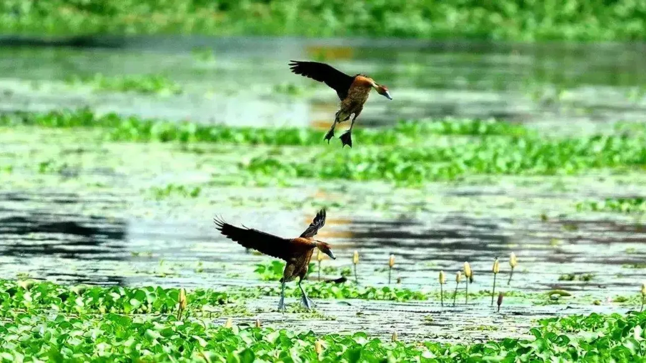 3 RAMSAR SITE GOA