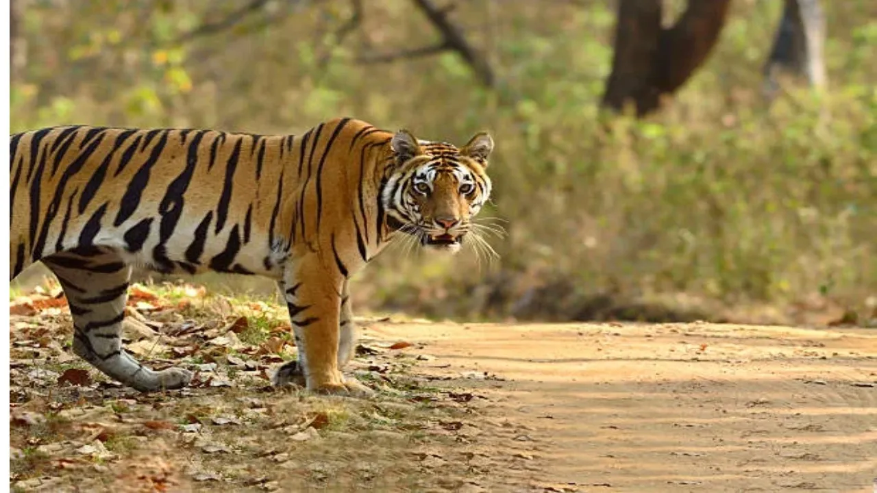Kanha Tiger Reserve