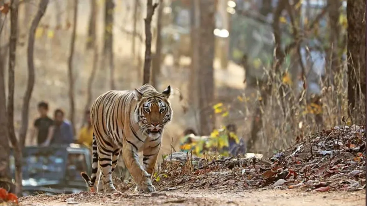 Pench Tiger Reserve
