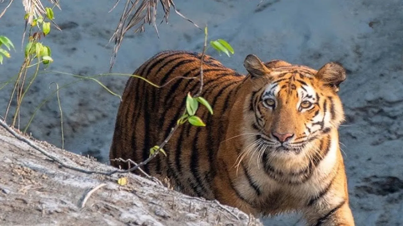 United 21 Resort Sunderbans