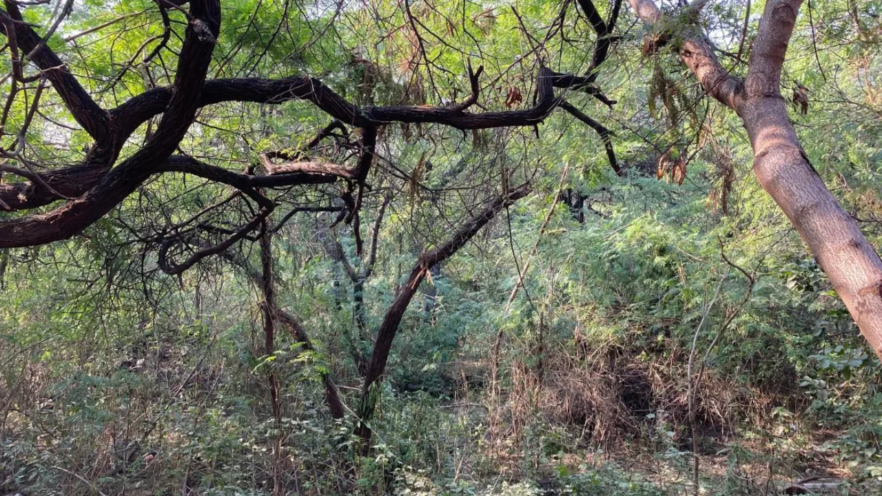 Copy of Local Samosa FI - 2