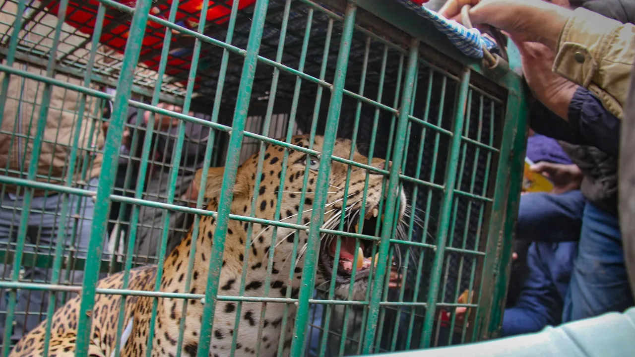 Copy of Local Samosa FI - 3