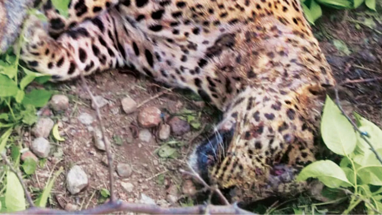 Copy of Local Samosa FI - 4