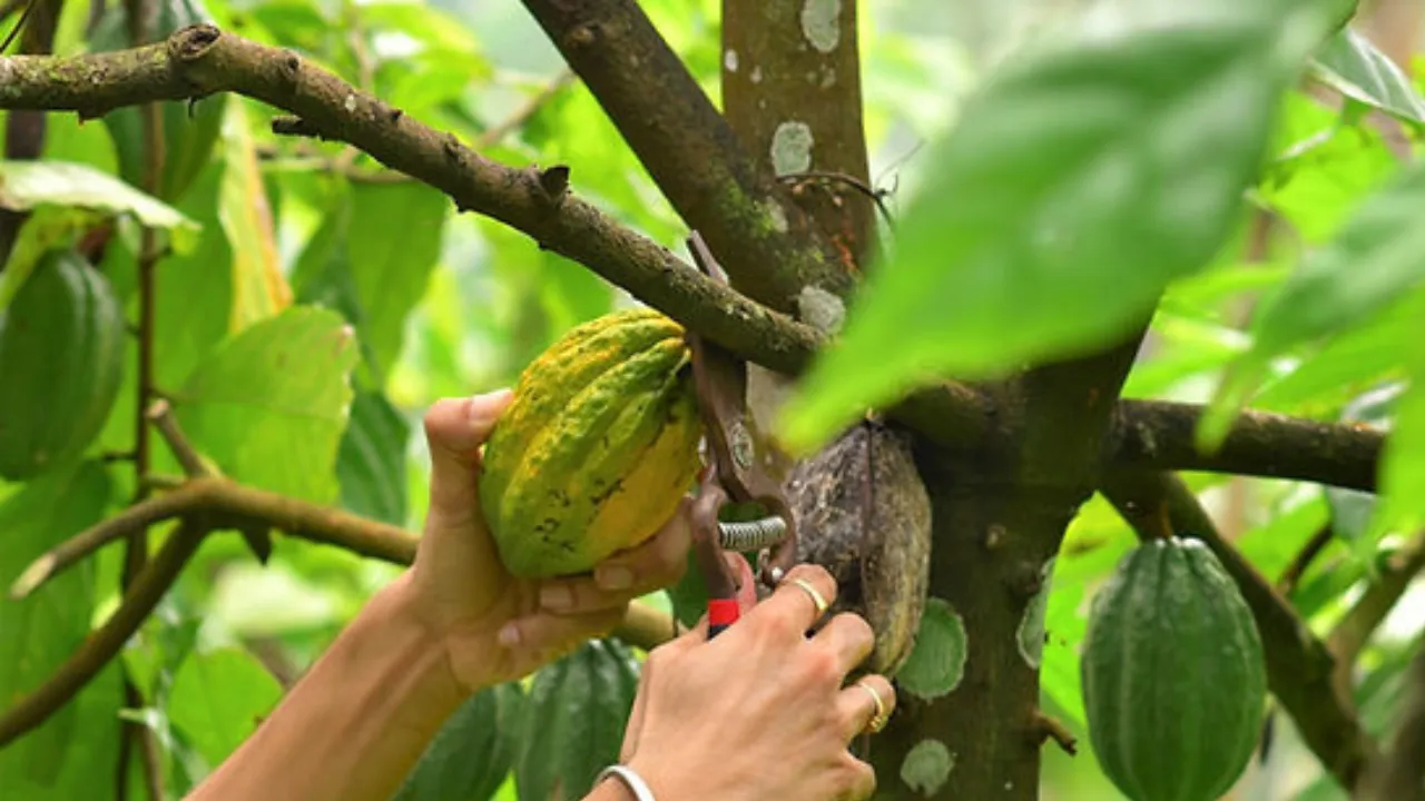 Copy of Local Samosa FI - 4