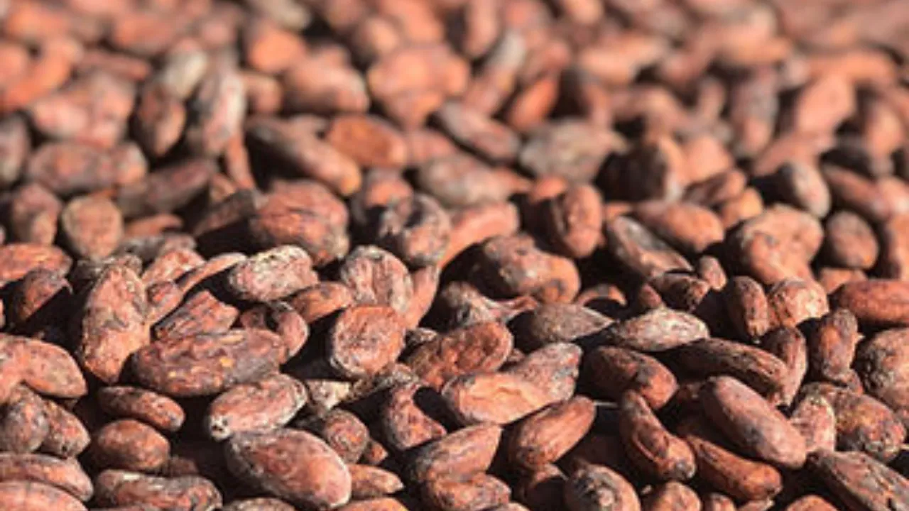 Copy of Local Samosa FI - 6