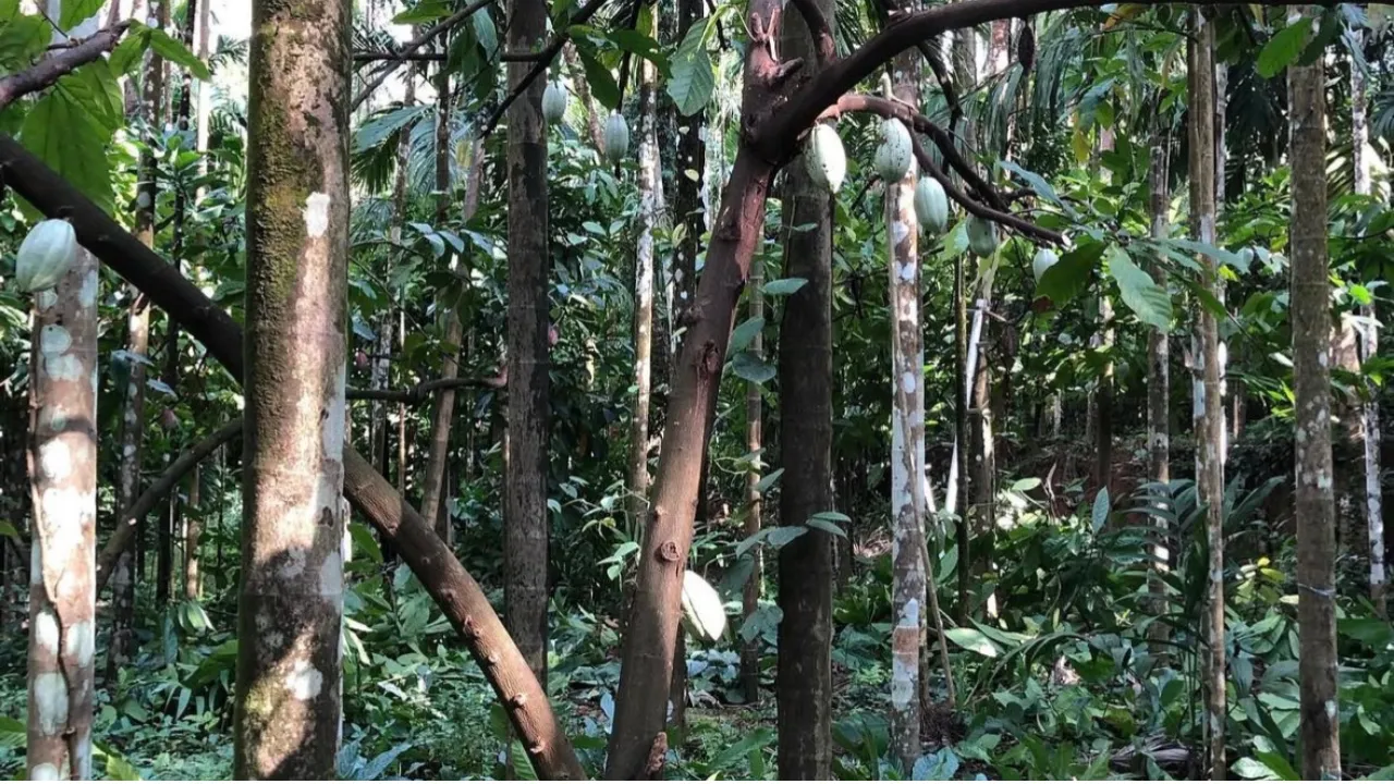 Copy of Local Samosa FI - 7