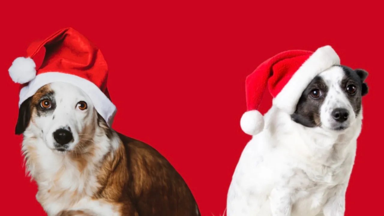 Copy of Local Samosa FI - 4