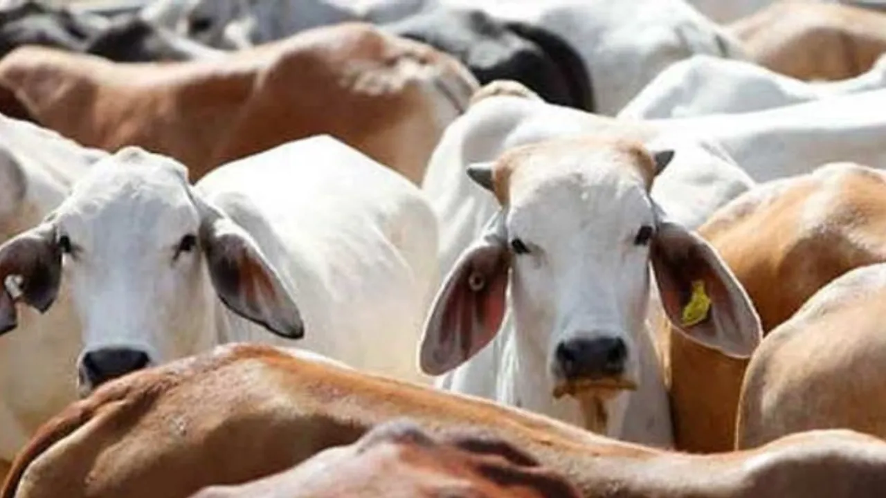 Copy of Local Samosa FI - 8