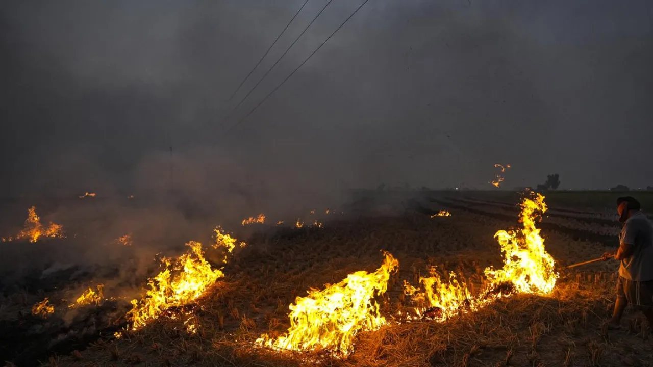 Copy of Local Samosa FI - 5