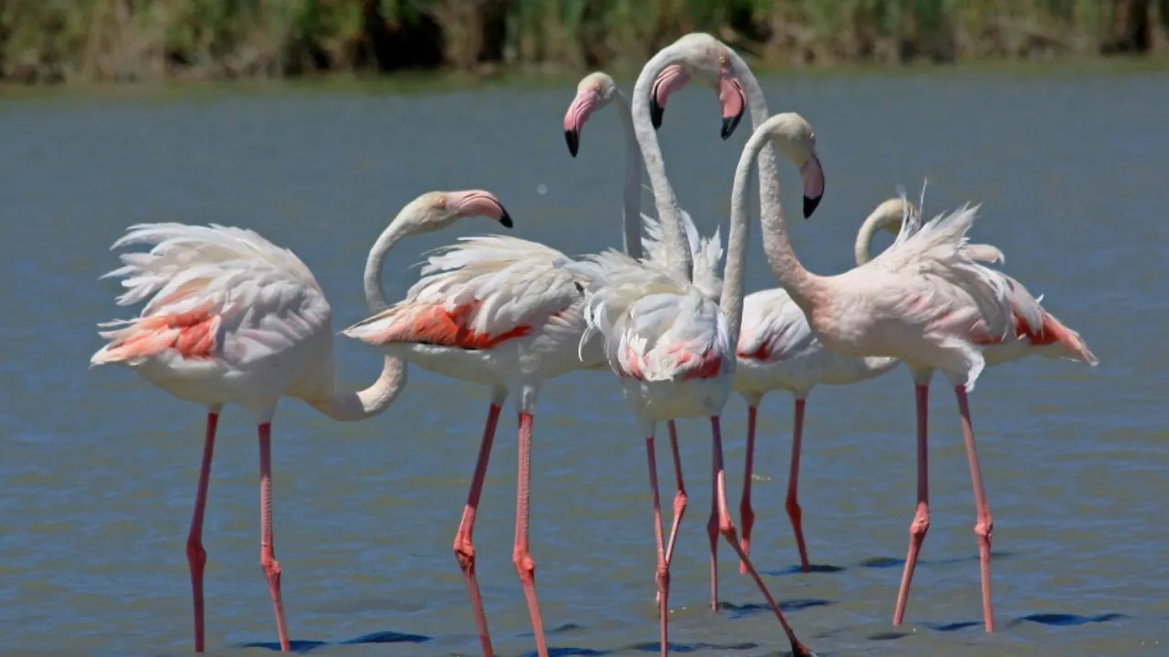 10 ramsar sites in up