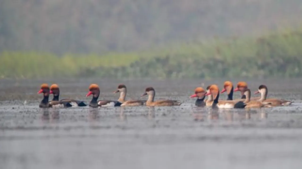 3 ramsar sites in up