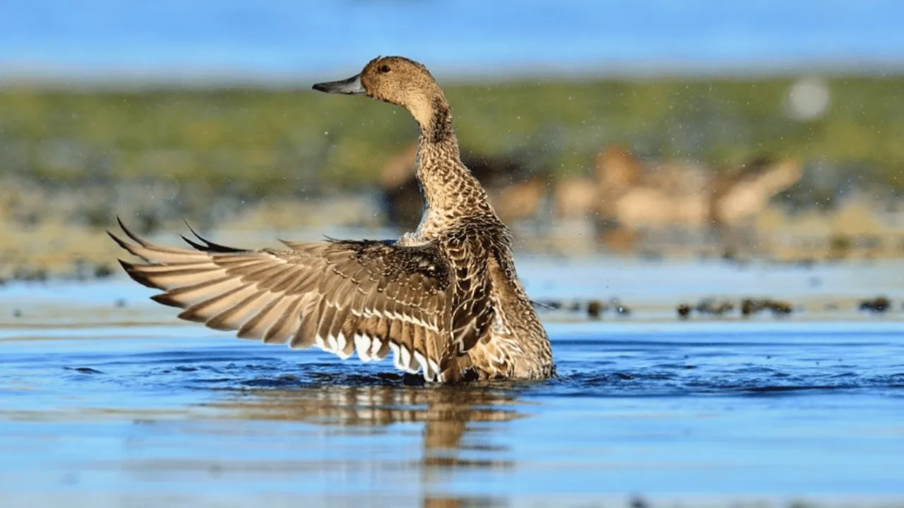 6 ramsar sites in up