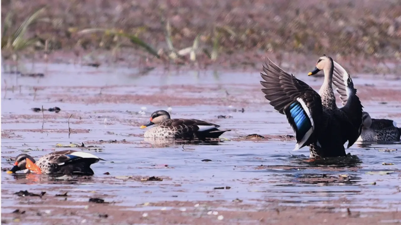 7 ramsar sites in up