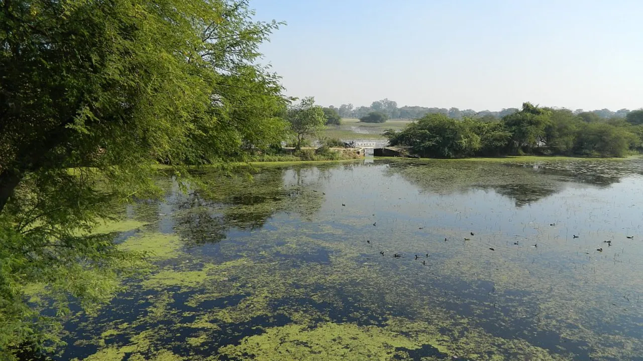 8 ramsar sites in up