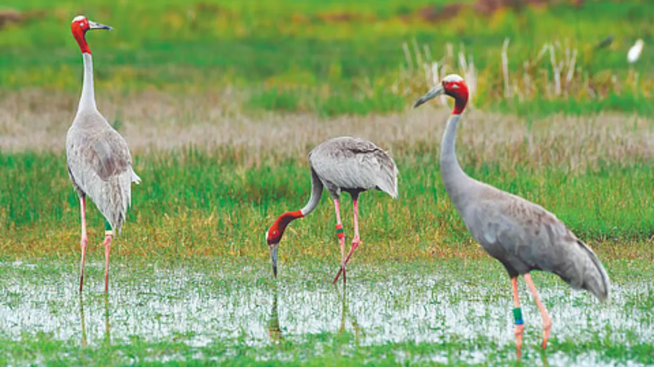 9 ramsar sites in up