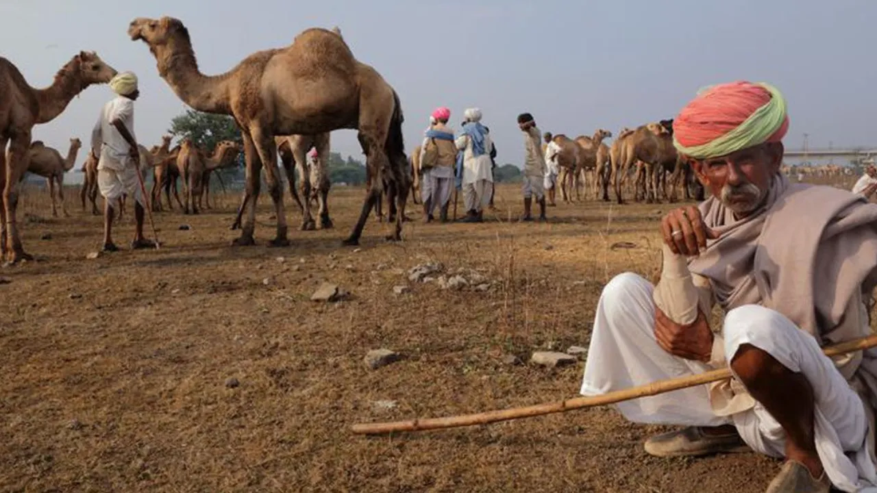 Copy of Local Samosa FI - 11