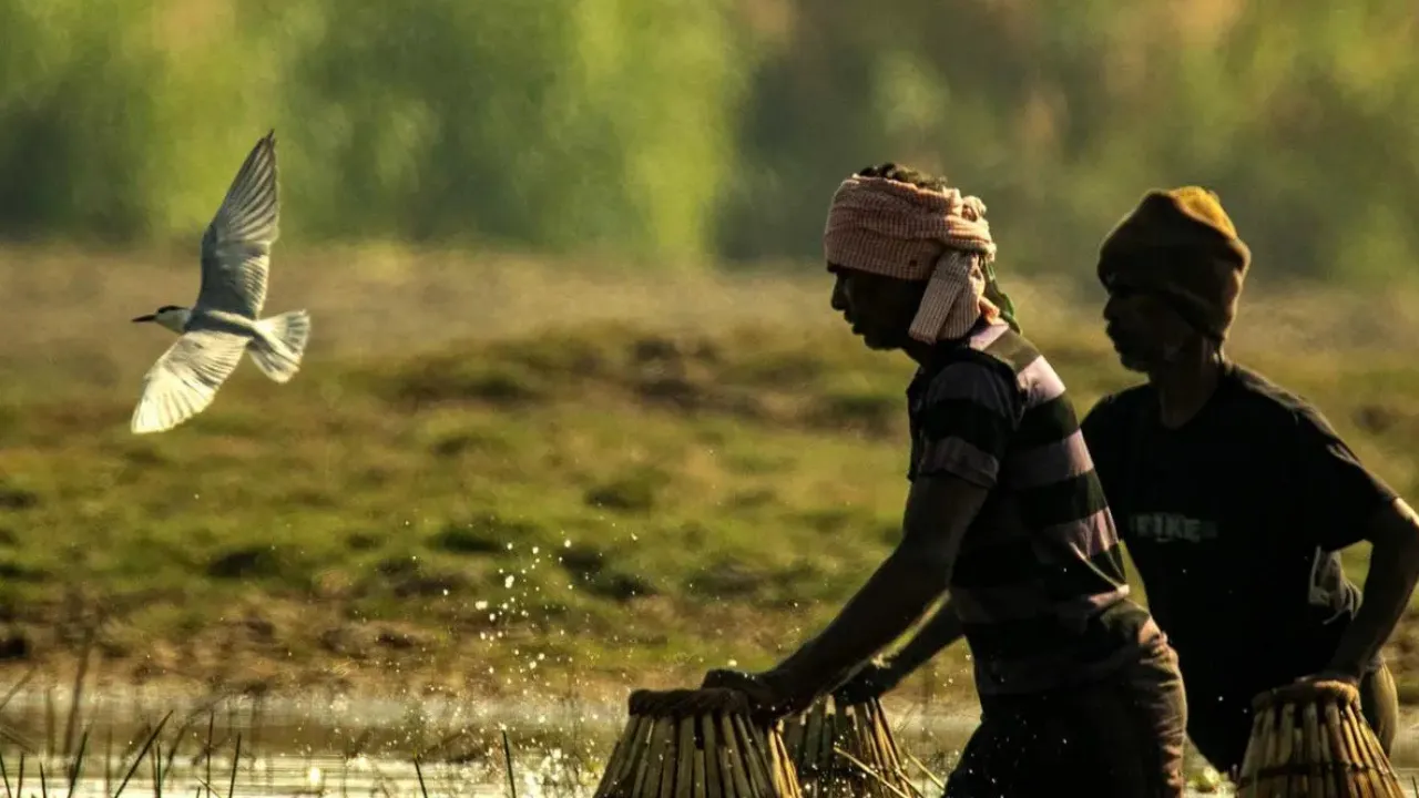 Copy of Local Samosa FI - 2