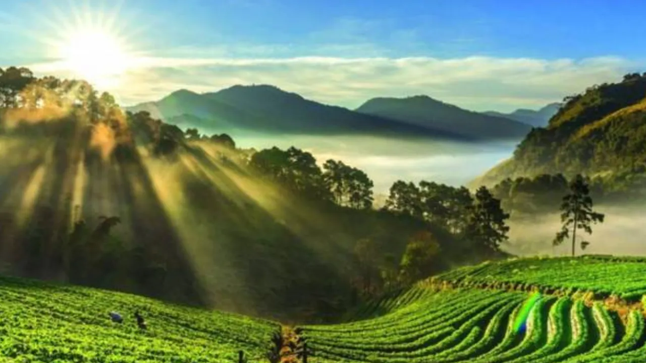 Copy of Copy of Local Samosa FI - 10