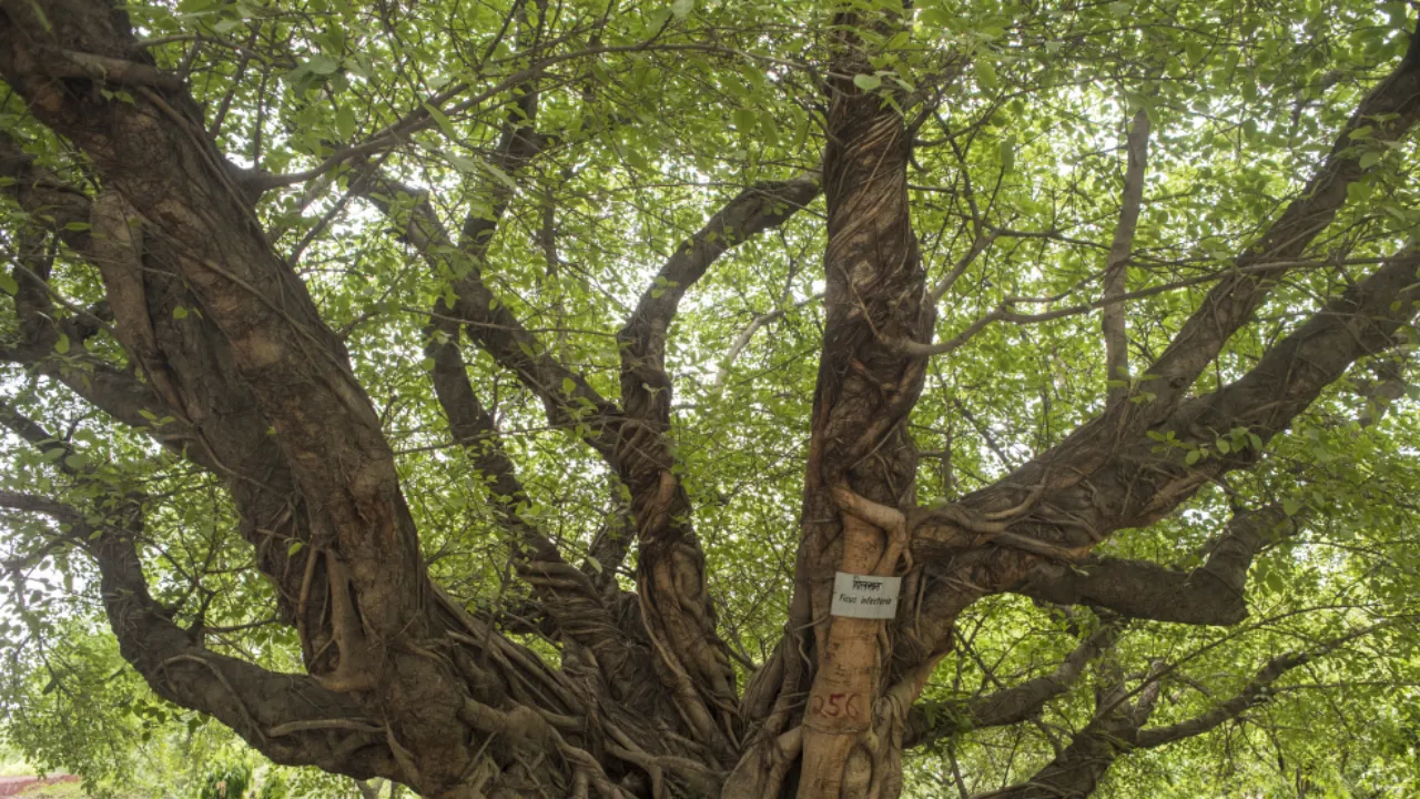 Copy of Local Samosa FI - 6